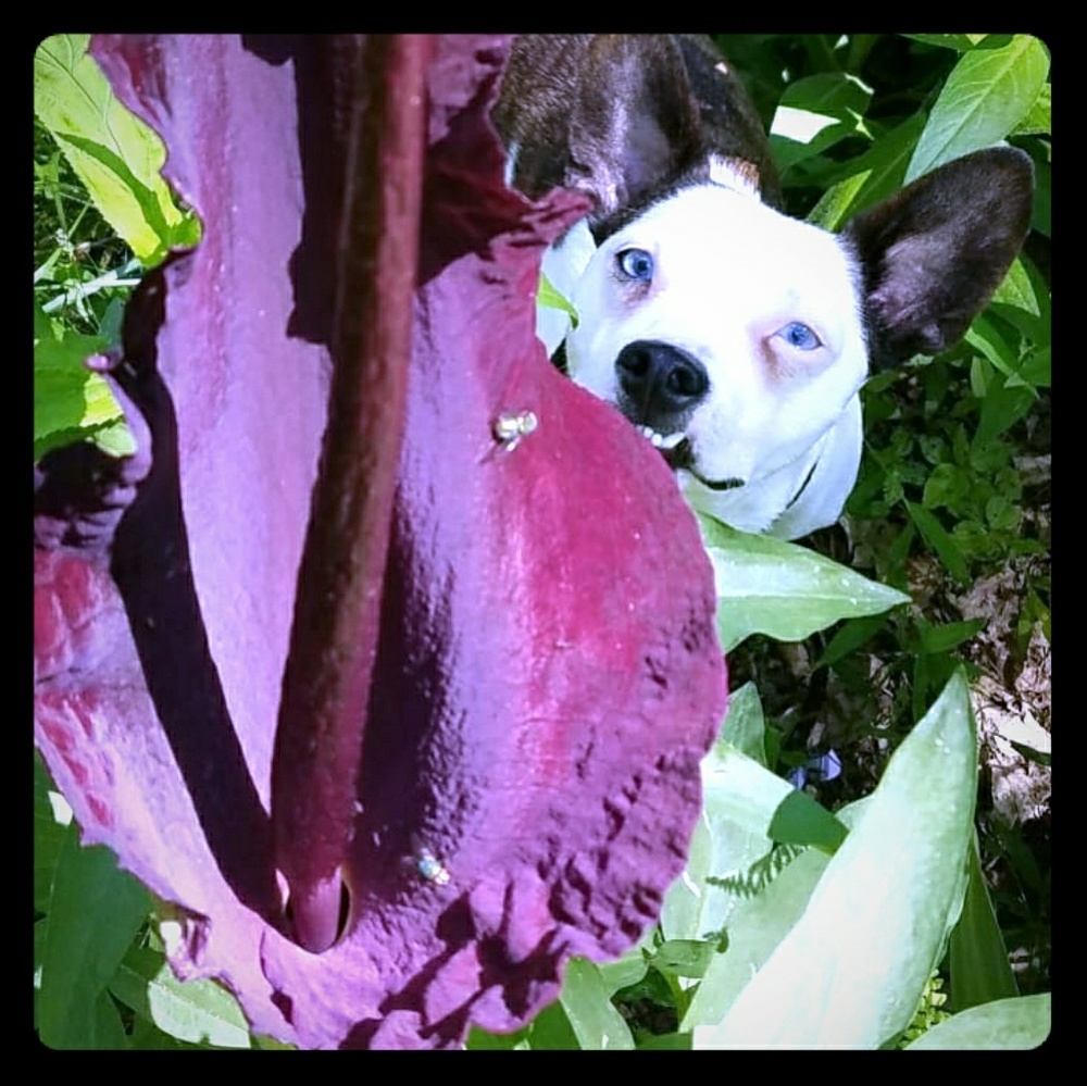 Voodoo Lily